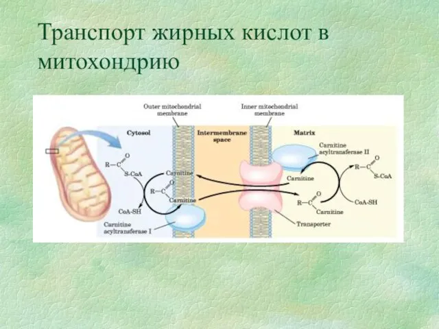 Транспорт жирных кислот в митохондрию