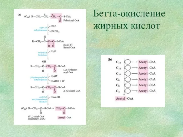 Бетта-окисление жирных кислот