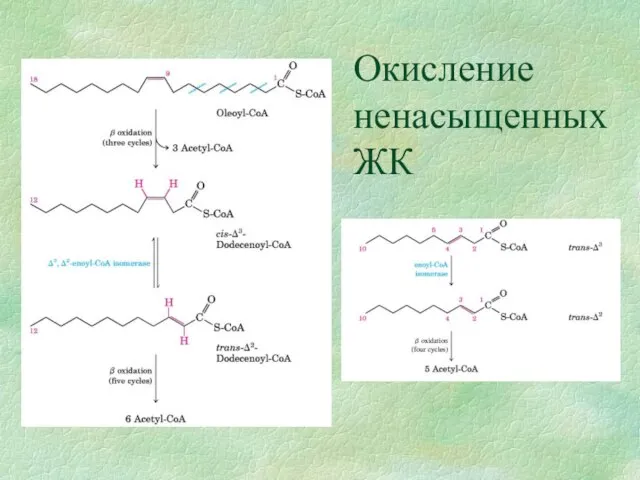 Окисление ненасыщенных ЖК