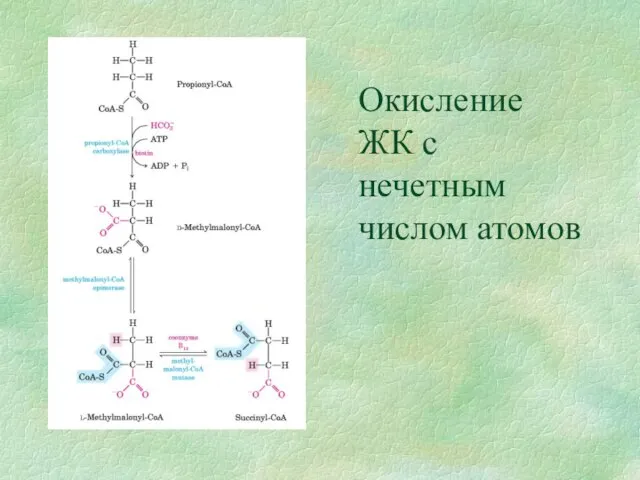 Окисление ЖК с нечетным числом атомов