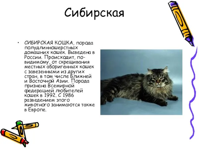 Сибирская СИБИРСКАЯ КОШКА, порода полудлинношерстных домашних кошек. Выведена в России. Происходит, по-видимому,