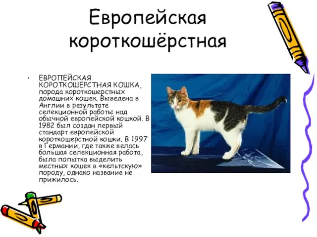 Европейская короткошёрстная ЕВРОПЕЙСКАЯ КОРОТКОШЕРСТНАЯ КОШКА, порода короткошерстных домашних кошек. Выведена в Англии