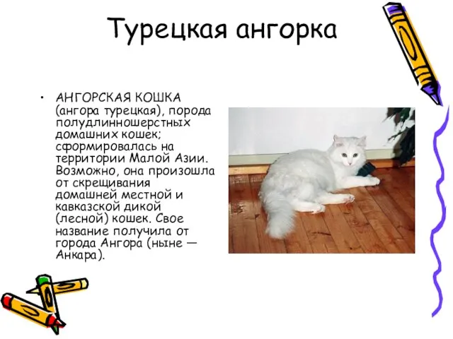 Турецкая ангорка АНГОРСКАЯ КОШКА (ангора турецкая), порода полудлинношерстных домашних кошек; сформировалась на