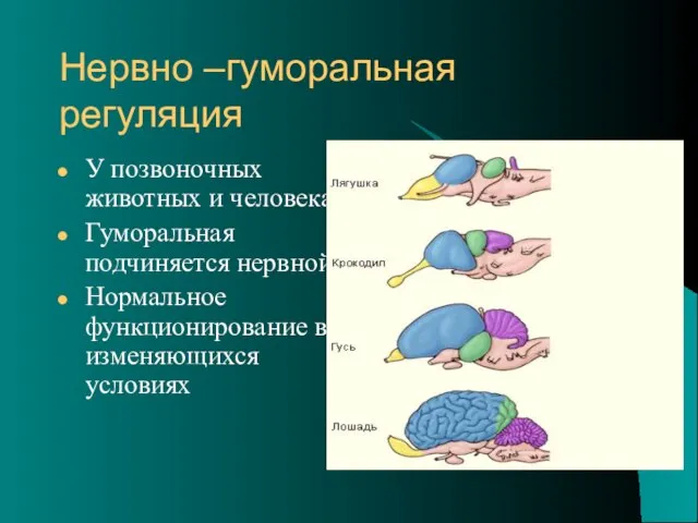 Нервно –гуморальная регуляция У позвоночных животных и человека Гуморальная подчиняется нервной Нормальное функционирование в изменяющихся условиях