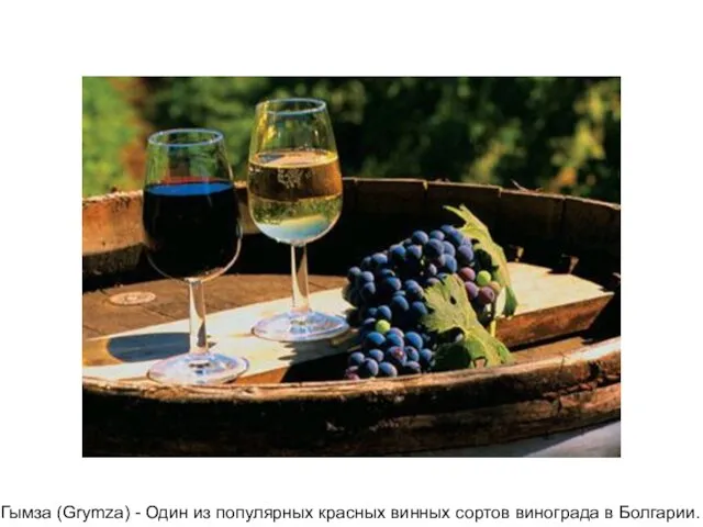 Гымза (Grymza) - Один из популярных красных винных сортов винограда в Болгарии.