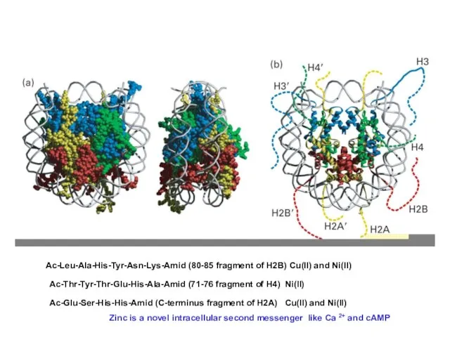Ac-Leu-Ala-His-Tyr-Asn-Lys-Amid (80-85 fragment of H2B) Cu(II) and Ni(II) Ac-Thr-Tyr-Thr-Glu-His-Ala-Amid (71-76 fragment of