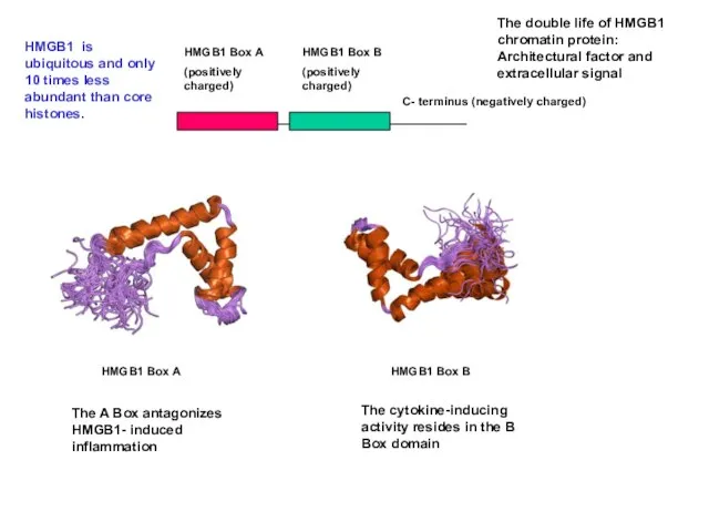 HMGB1 Box A HMGB1 Box B HMGB1 Box A (positively charged) C-