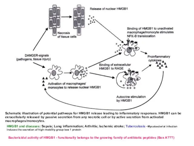 Schematic illustration of potential pathways for HMGB1 release leading to inflammatory responses.