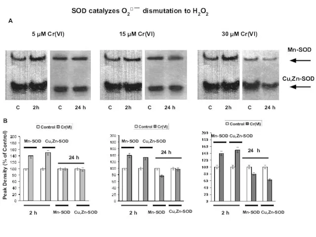 SOD catalyzes O2 dismutation to H2O2 15 μM Cr(VI) 30 μM Cr(VI)