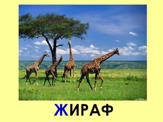 ЖИРАФ