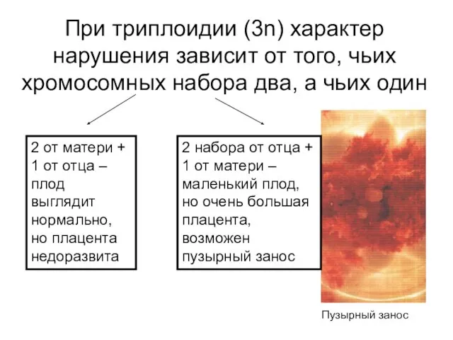 При триплоидии (3n) характер нарушения зависит от того, чьих хромосомных набора два,