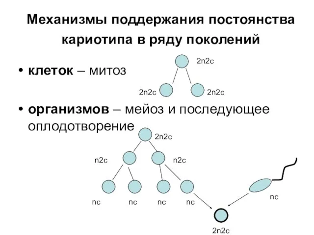 Механизмы поддержания постоянства кариотипа в ряду поколений клеток – митоз oрганизмов –