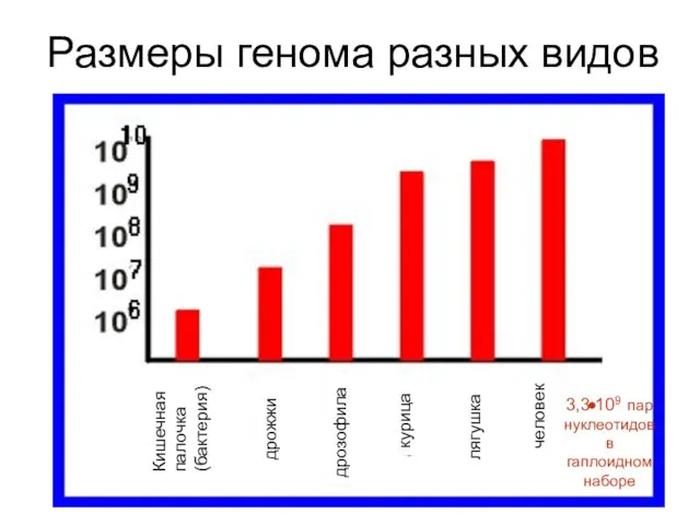 Размеры генома разных видов 3,3 109 пар нуклеотидов в гаплоидном наборе Кишечная