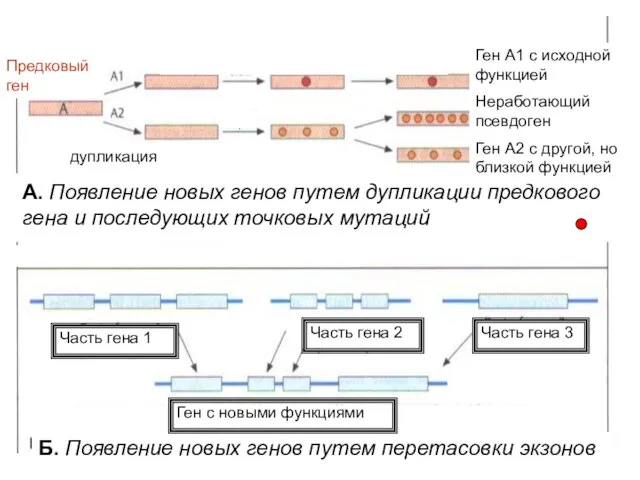 Б. Появление новых генов путем перетасовки экзонов А. Появление новых генов путем