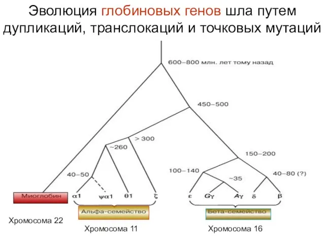 Эволюция глобиновых генов шла путем дупликаций, транслокаций и точковых мутаций Хромосома 22 Хромосома 11 Хромосома 16