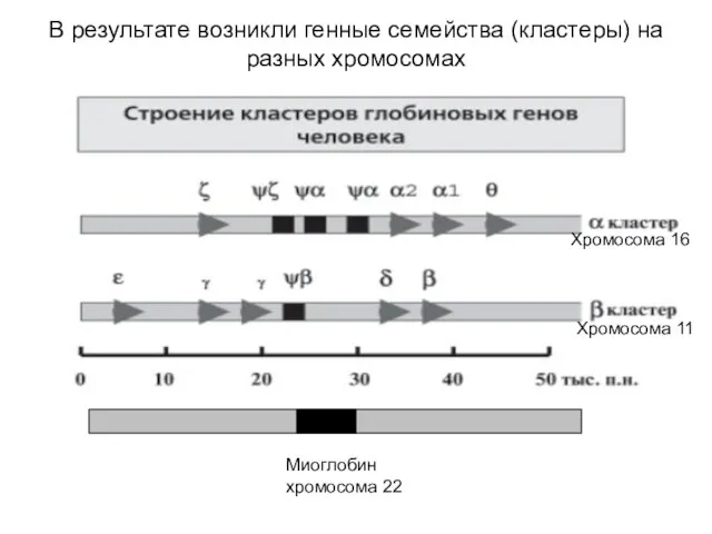 Хромосома 16 Хромосома 11 Миоглобин хромосома 22 В результате возникли генные семейства (кластеры) на разных хромосомах