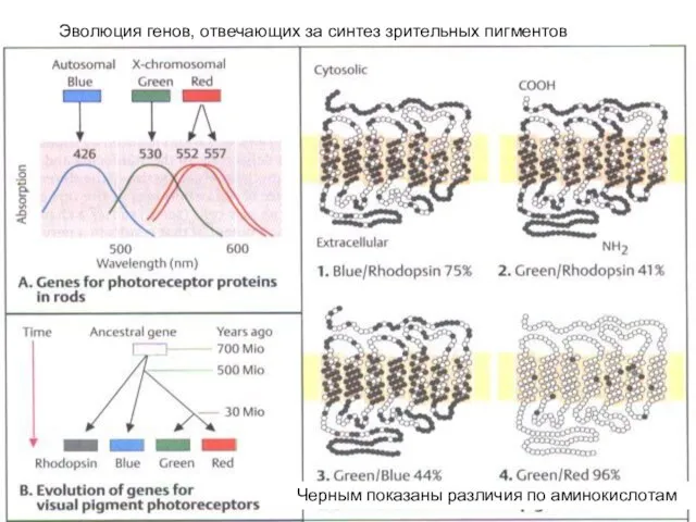 Эволюция генов, отвечающих за синтез зрительных пигментов Черным показаны различия по аминокислотам
