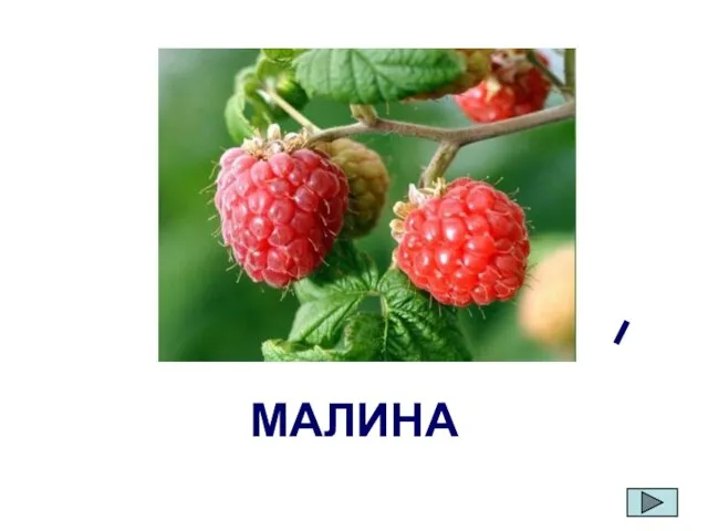 МАЛИНА