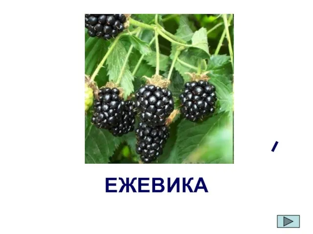 ЕЖЕВИКА