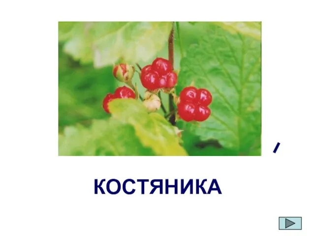 КОСТЯНИКА