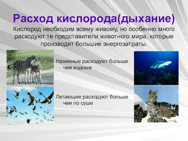 Расход кислорода(дыхание) Кислород необходим всему живому, но особенно много расходуют те представители