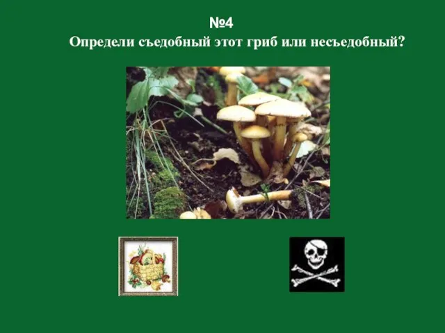 №4 Определи съедобный этот гриб или несъедобный?