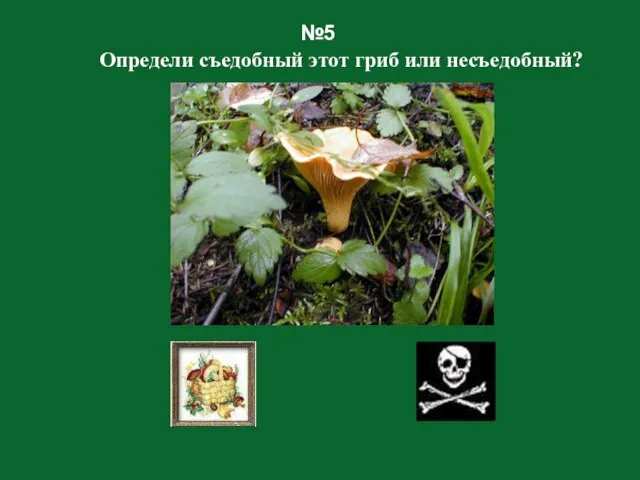 №5 Определи съедобный этот гриб или несъедобный?