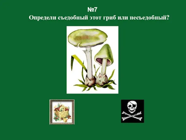 №7 Определи съедобный этот гриб или несъедобный?