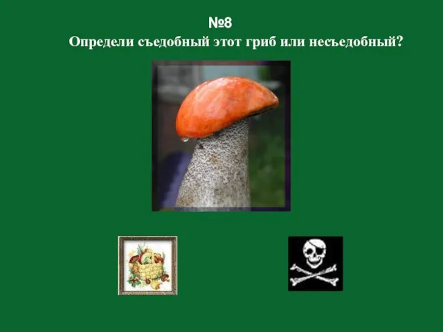 №8 Определи съедобный этот гриб или несъедобный?