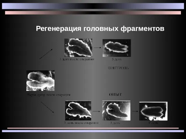 Регенерация головных фрагментов