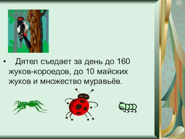 Дятел съедает за день до 160 жуков-короедов, до 10 майских жуков и множество муравьёв.