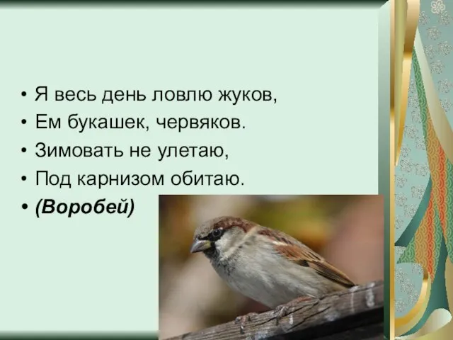 Я весь день ловлю жуков, Ем букашек, червяков. Зимовать не улетаю, Под карнизом обитаю. (Воробей)