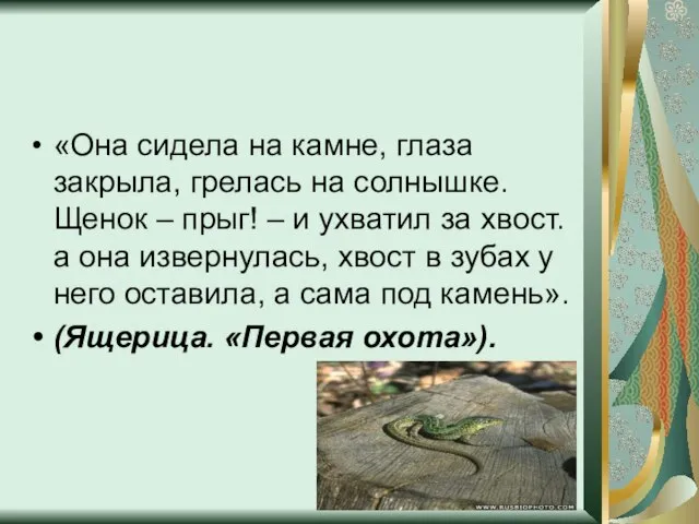 «Она сидела на камне, глаза закрыла, грелась на солнышке. Щенок – прыг!