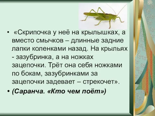 «Скрипочка у неё на крылышках, а вместо смычков – длинные задние лапки