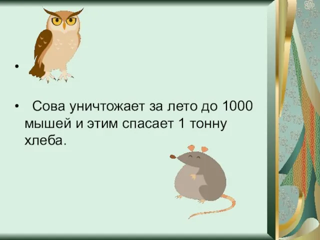 Сова уничтожает за лето до 1000 мышей и этим спасает 1 тонну хлеба.