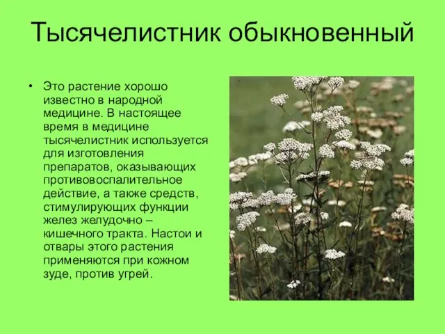 Тысячелистник обыкновенный Это растение хорошо известно в народной медицине. В настоящее время