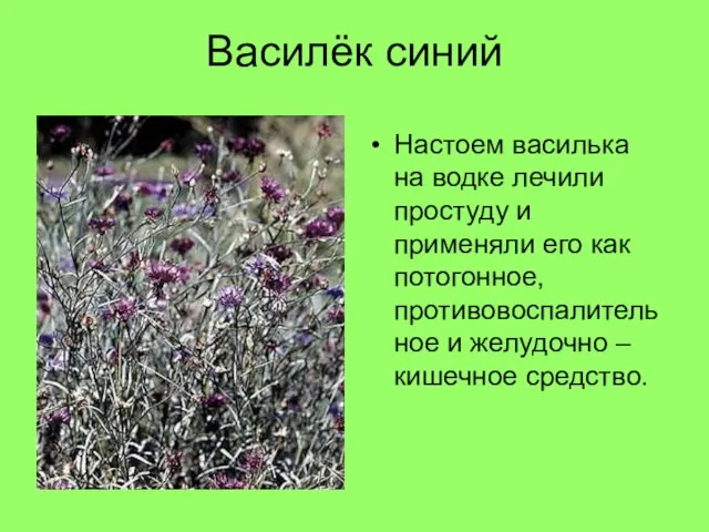 Василёк синий Настоем василька на водке лечили простуду и применяли его как