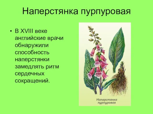 Наперстянка пурпуровая В XVIII веке английские врачи обнаружили способность наперстянки замедлять ритм сердечных сокращений.