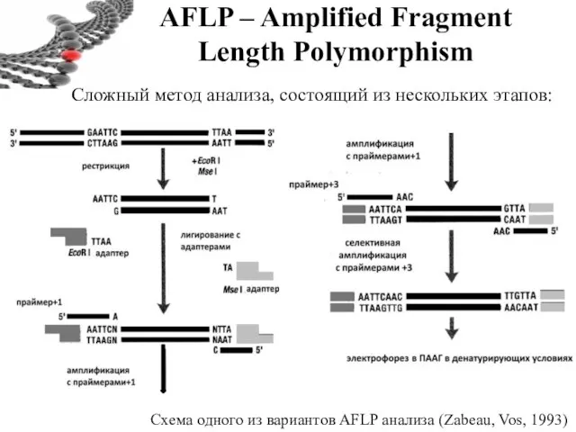 AFLP – Amplified Fragment Length Polymorphism Схема одного из вариантов AFLP анализа