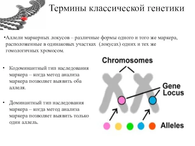 Термины классической генетики Кодоминантный тип наследования маркера – когда метод анализа маркера