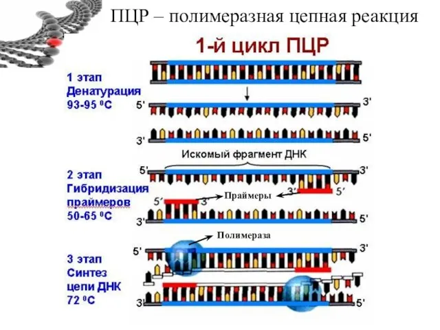 ПЦР – полимеразная цепная реакция