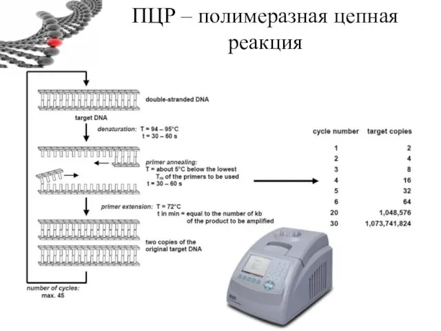 ПЦР – полимеразная цепная реакция