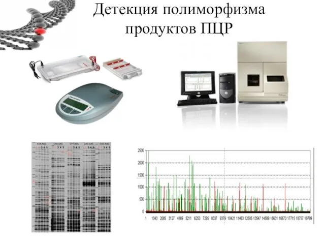 Детекция полиморфизма продуктов ПЦР