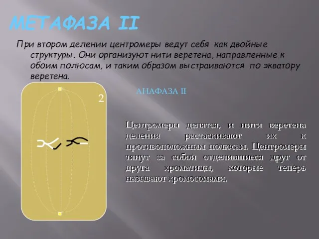 МЕТАФАЗА II При втором делении центромеры ведут себя как двойные структуры. Они