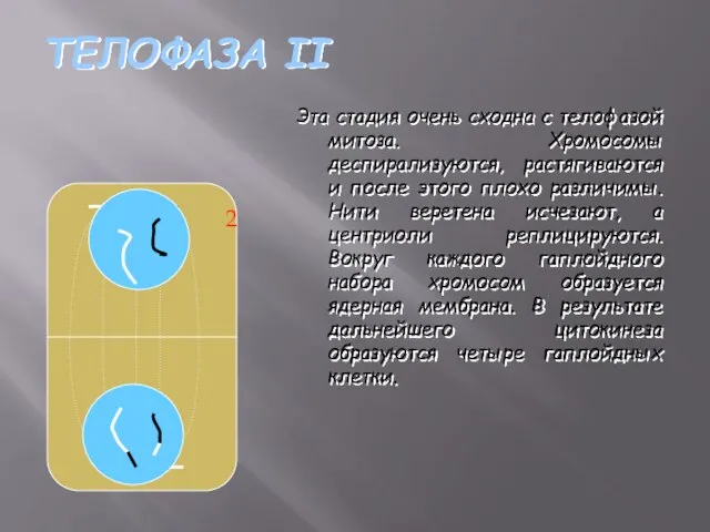 ТЕЛОФАЗА II Эта стадия очень сходна с телофазой митоза. Хромосомы деспирализуются, растягиваются