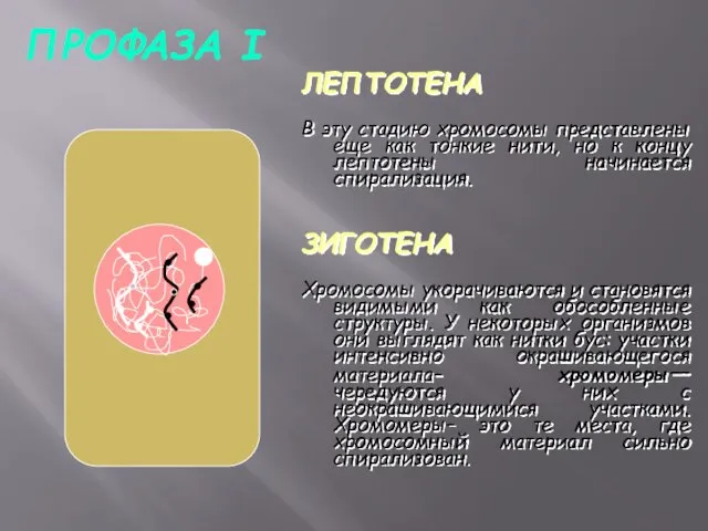 ПРОФАЗА I ЛЕПТОТЕНА В эту стадию хромосомы представлены еще как тонкие нити,