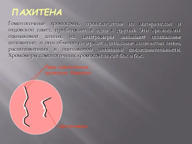 ПАХИТЕНА Пара гомологичных хромосом– бивалент Центромеры Гомологичные хромосомы, происходящие из материнской и