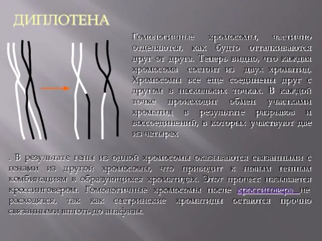 ДИПЛОТЕНА Гомологичные хромосомы, частично отделяются, как будто отталкиваются друг от друга. Теперь