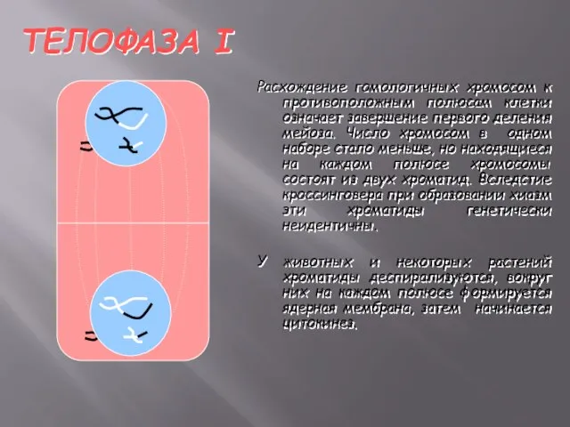 ТЕЛОФАЗА I Расхождение гомологичных хромосом к противоположным полюсам клетки означает завершение первого