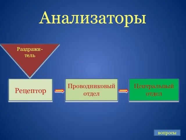 Анализаторы Рецептор Проводниковый отдел Центральный отдел Раздражи-тель вопросы